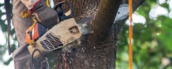 Best Emergency Tree Removal  in Cottonwood, ID