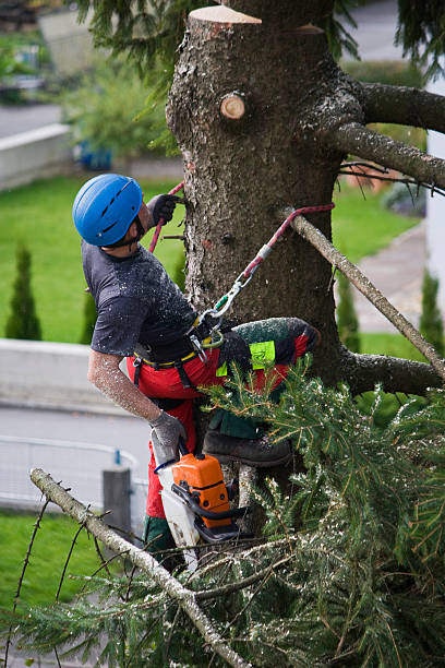 Best Lawn Mowing  in Cottonwood, ID