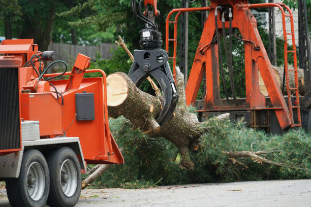 Best Root Management and Removal  in Cottonwood, ID